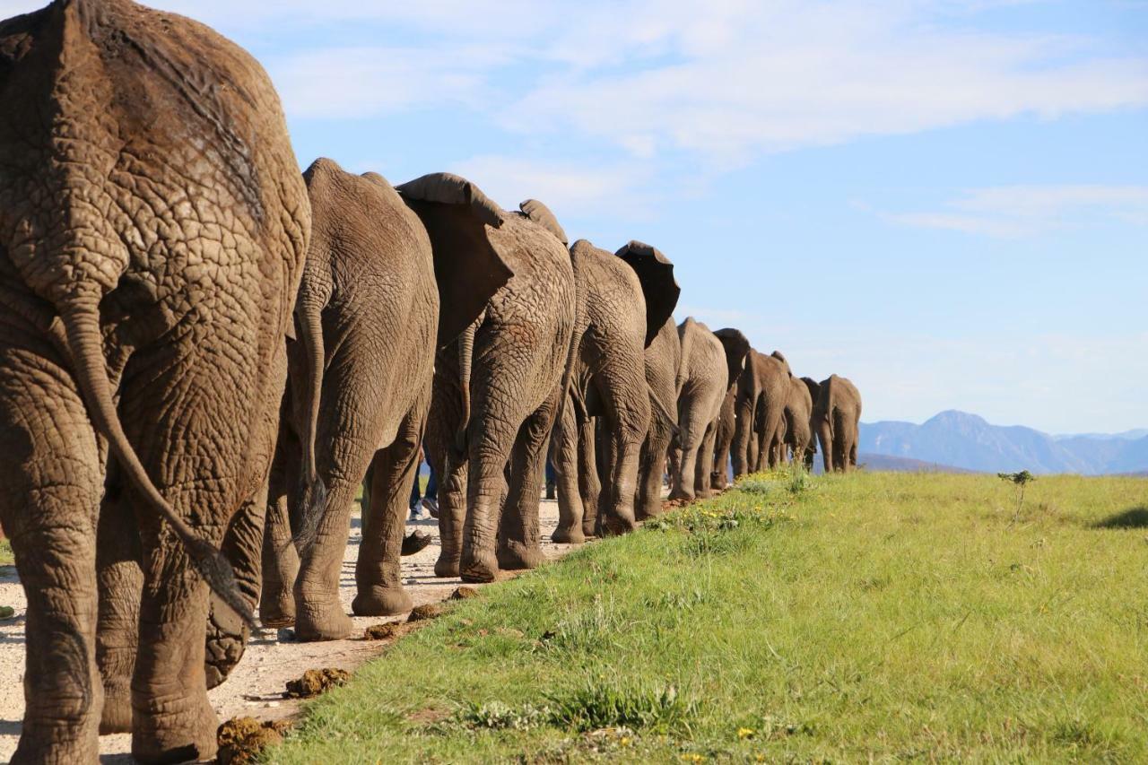 Knysna Elephant Park Lodge Плеттенберг-Бей Экстерьер фото